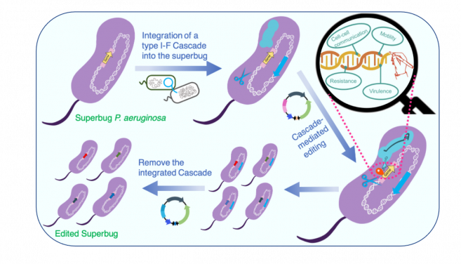 利用可轉移 I 型 CRISPR Cascade 技術編輯超級細菌銅綠假單胞菌的的策略和流程。